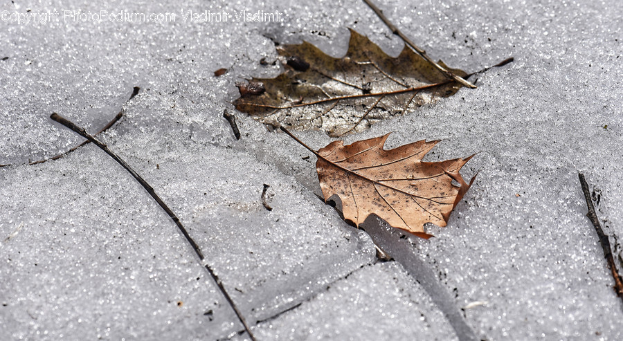 Animal, Grasshopper, Insect, Invertebrate, Path
