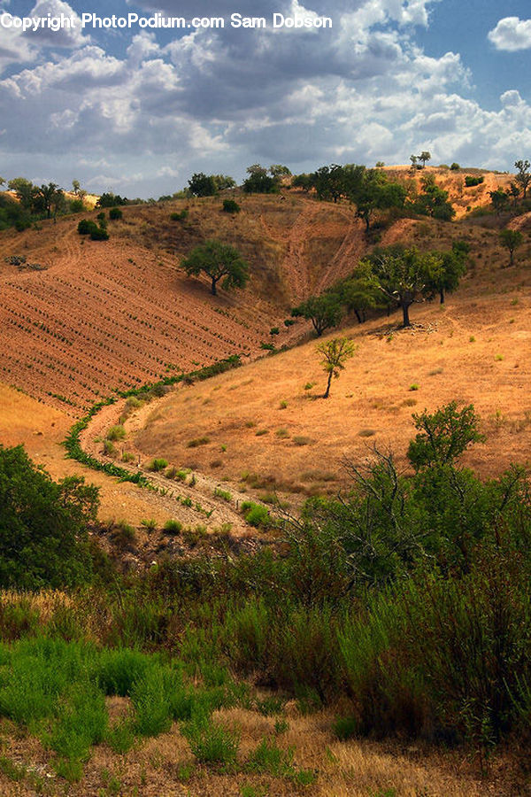 Field, Grass, Grassland, Land, Outdoors, Plant, Soil