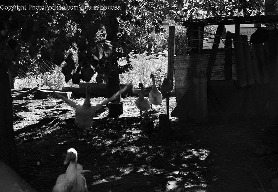 Human, People, Person, Animal, Bird