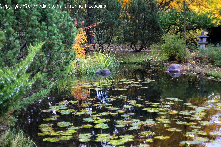 Outdoors, Pond, Water, Algae, Flora