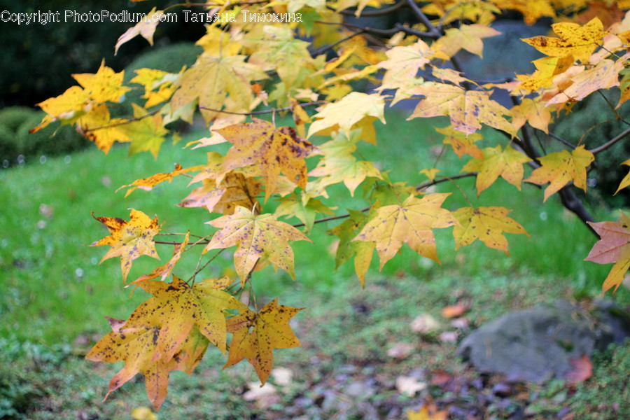 Flora, Maple, Plant, Tree, Leaf
