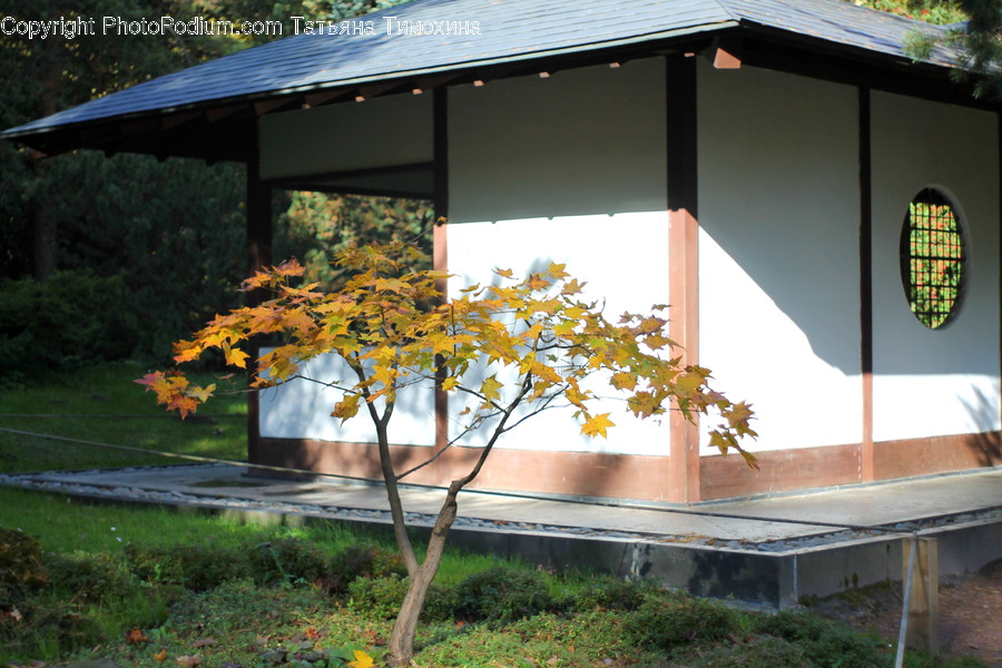 Human, People, Person, Gazebo, Flora