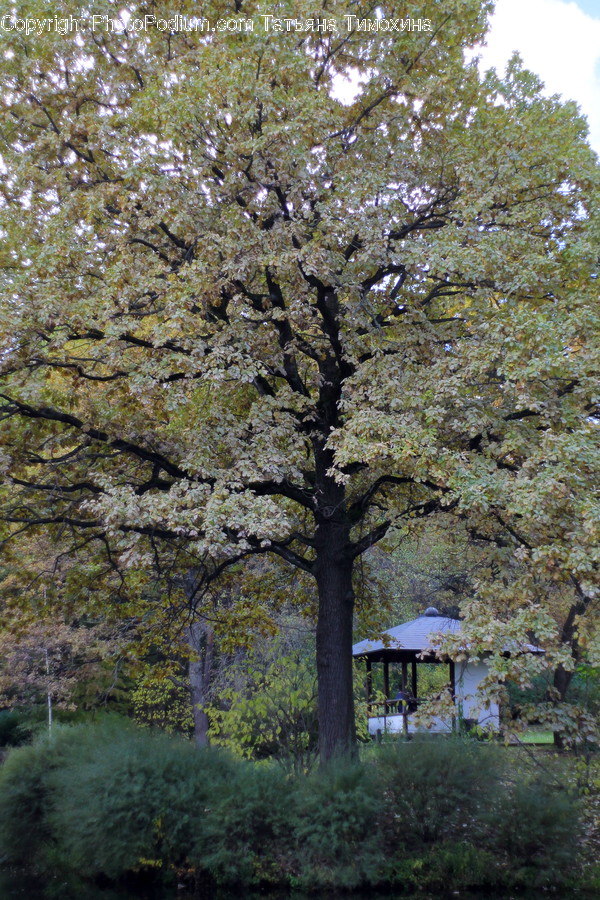 Blossom, Cherry Blossom, Flora, Flower, Plant