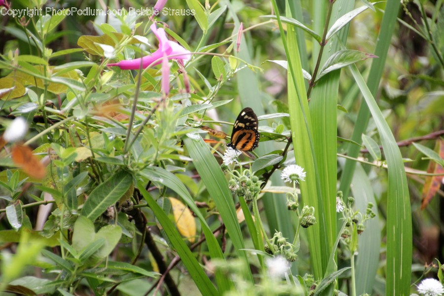 Animal, Bee, Insect, Invertebrate, Aster
