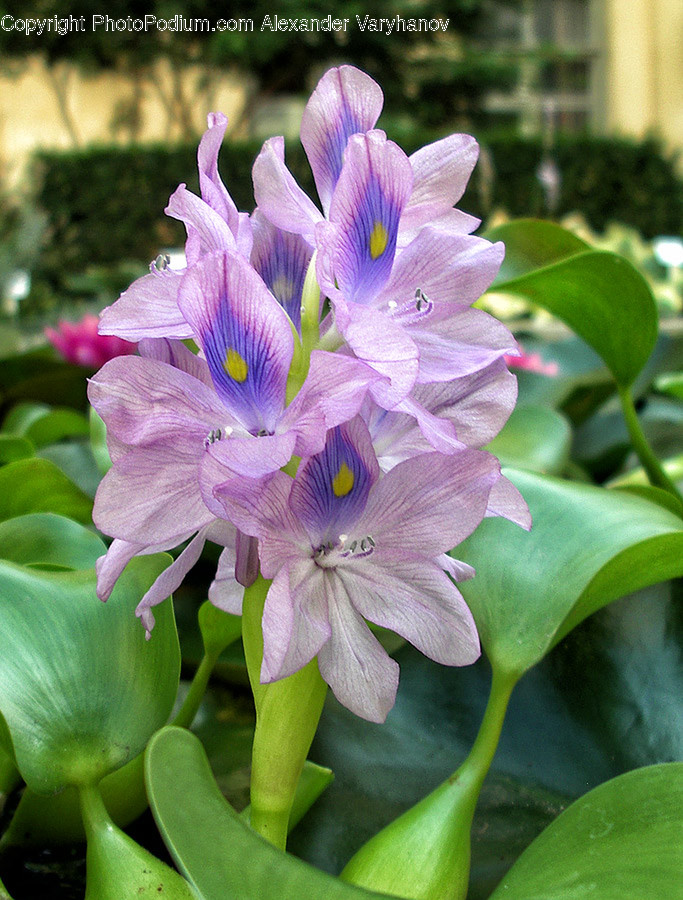 Blossom, Flora, Flower, Plant, Geranium