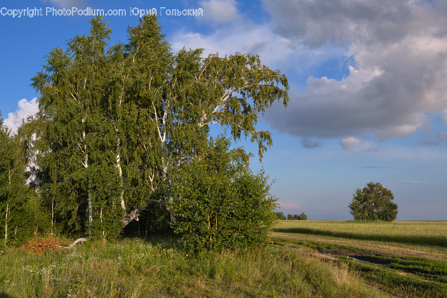 Field, Grassland, Outdoors, Conifer, Flora