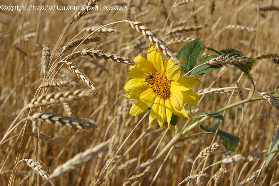 Flora, Food, Grain, Plant, Produce