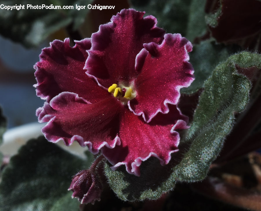 Blossom, Carnation, Flower, Plant, Hole, Flora, Gladiolus