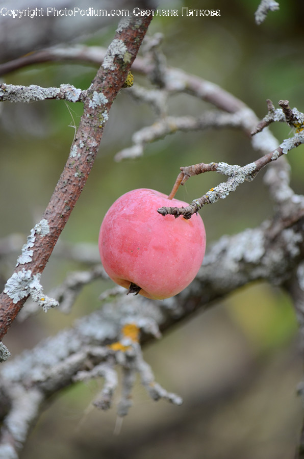 Flora, Food, Fruit, Plant, Produce