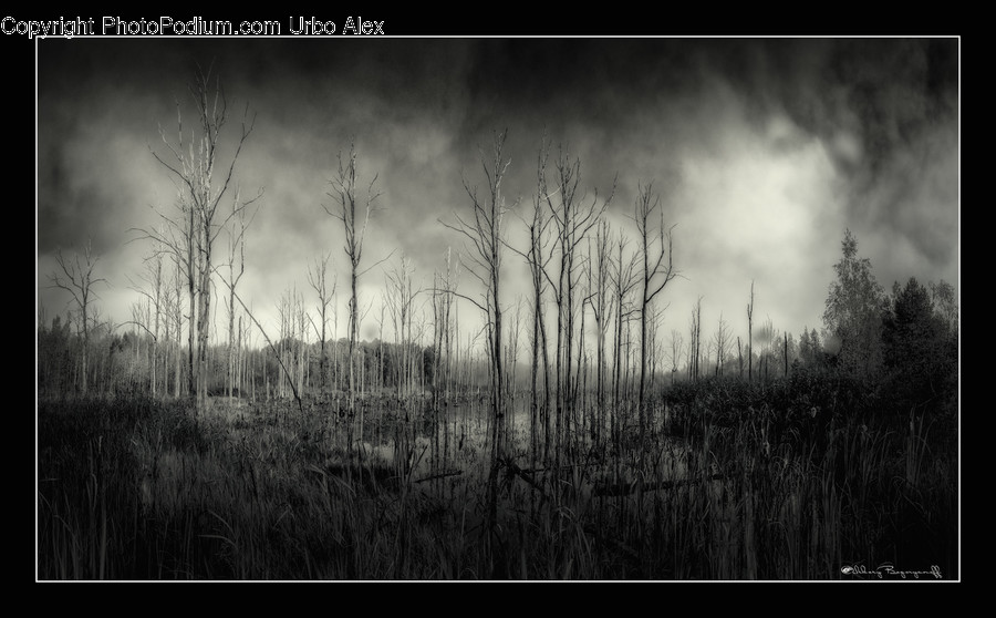 Flora, Grass, Plant, Reed, Forest