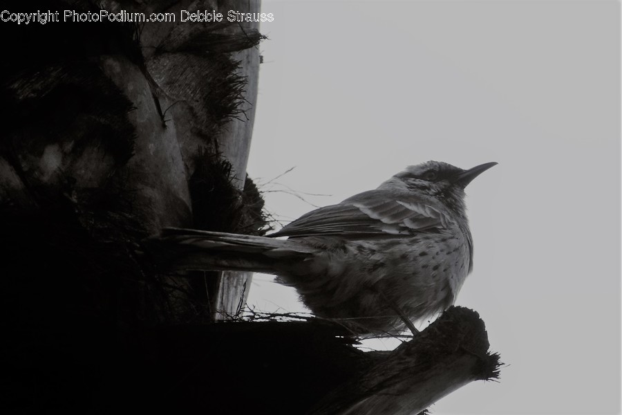 Animal, Bird, Sparrow, Flora, Grass