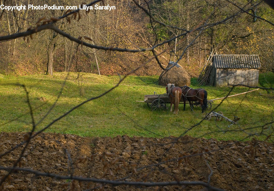 Buggy, Carriage, Horse Cart, Wagon, Car, Bench, Animal