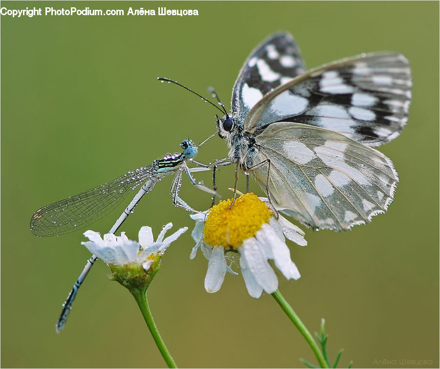 Butterfly, Insect, Invertebrate, Arachnid, Garden Spider, Spider, Anisoptera