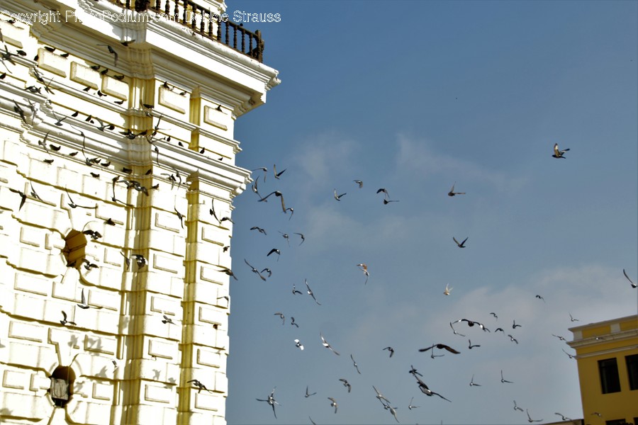 Architecture, Bell Tower, Building, Tower, Animal