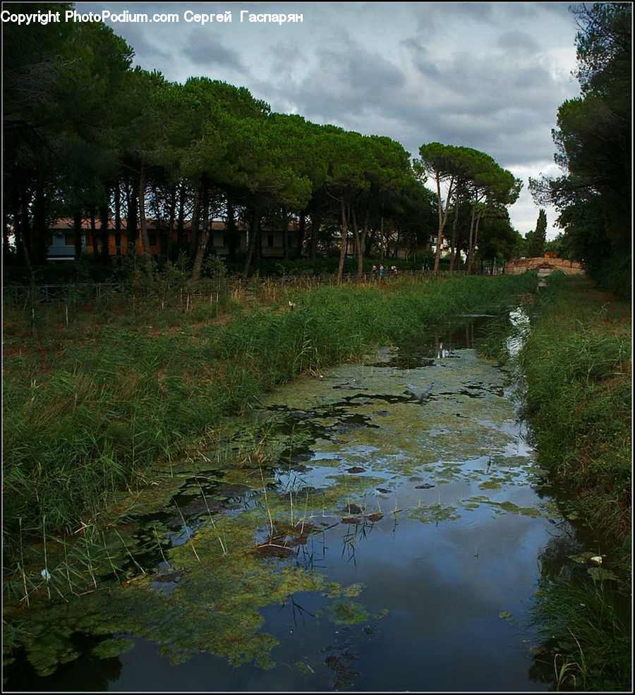 Land, Marsh, Pond, Swamp, Water, Outdoors, Forest