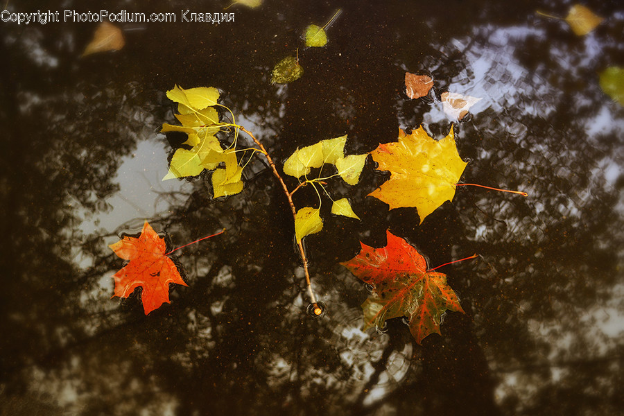 Animal, Carp, Fish, Koi, Flora