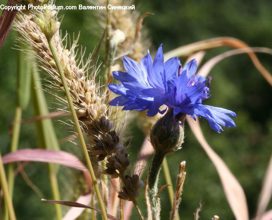 Aster, Blossom, Flower, Plant, Asteraceae, Flora, Bird