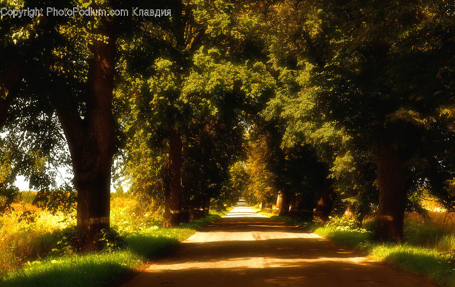 Dirt Road, Gravel, Road, Flora, Forest