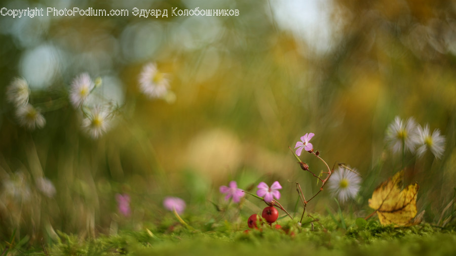 Cosmos, Blossom, Daisies, Daisy, Flora