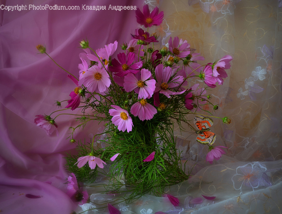 Cosmos, Blossom, Flora, Flower, Flower Arrangement