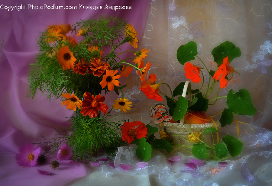Flora, Jar, Plant, Potted Plant, Pottery