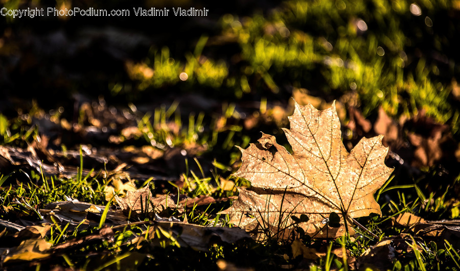 Flora, Leaf, Maple Leaf, Plant, Fern
