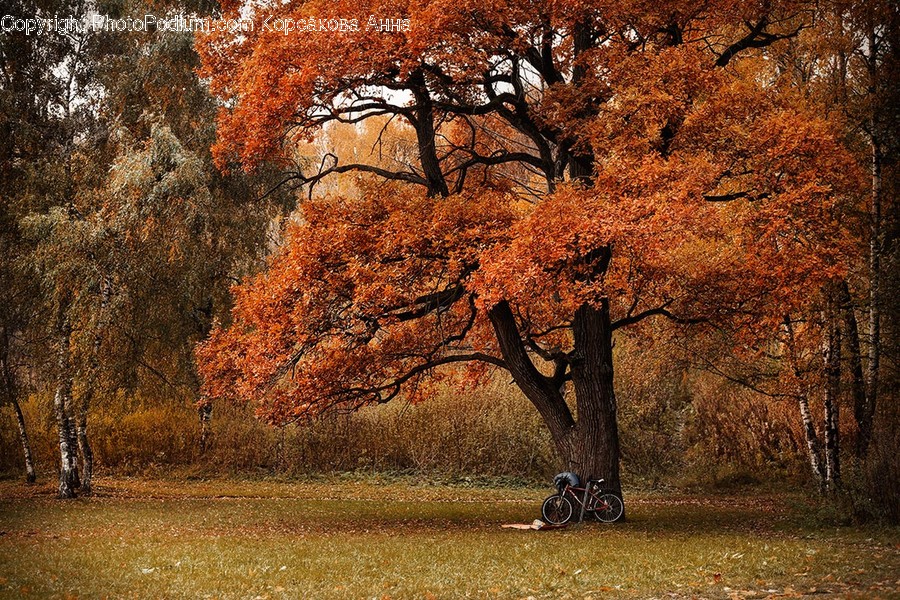 Flora, Oak, Plant, Tree, Park