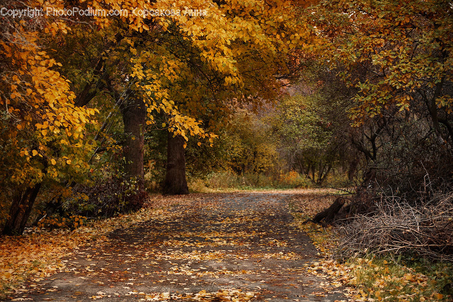 Dirt Road, Gravel, Road, Path, Landscape