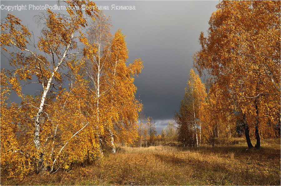 Birch, Flora, Plant, Tree, Grass