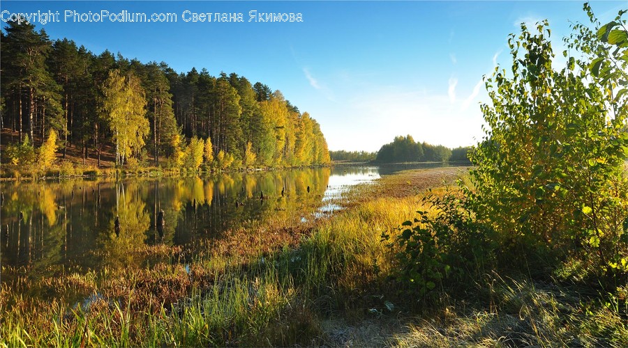 Conifer, Flora, Plant, Tree, Forest