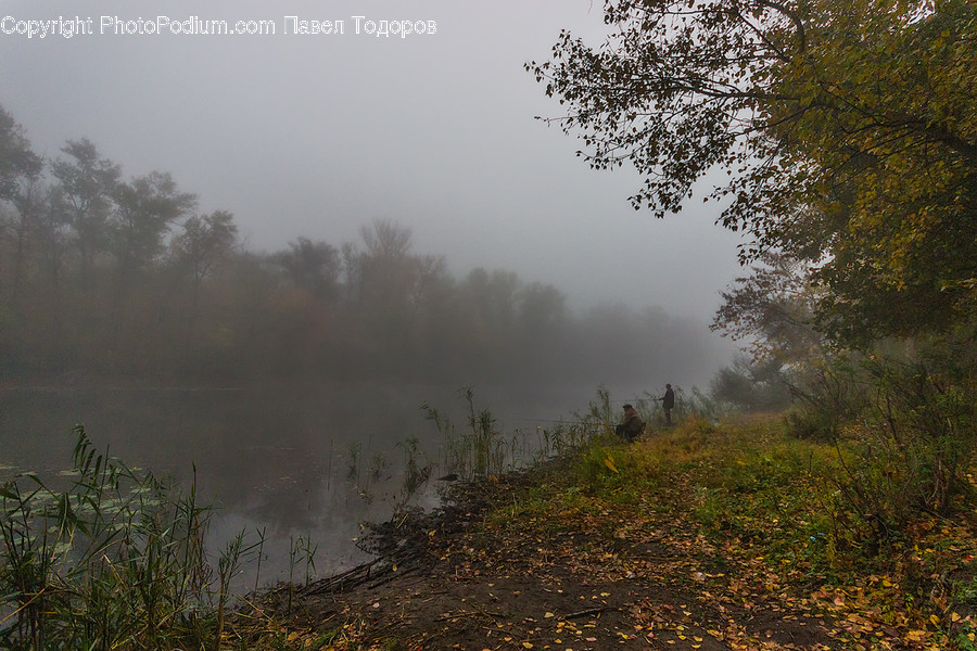 Flora, Grass, Plant, Reed, Fog