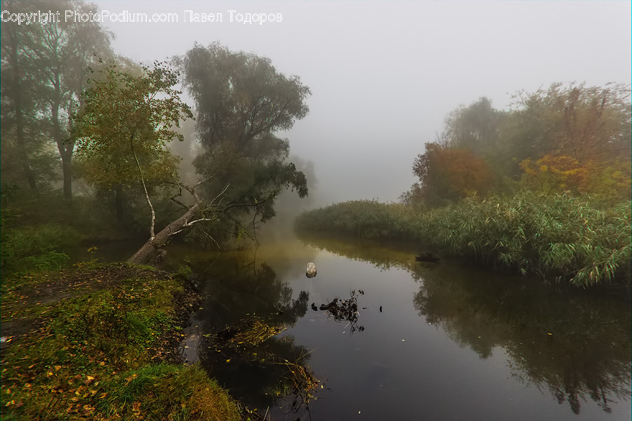 Land, Marsh, Outdoors, Swamp, Water