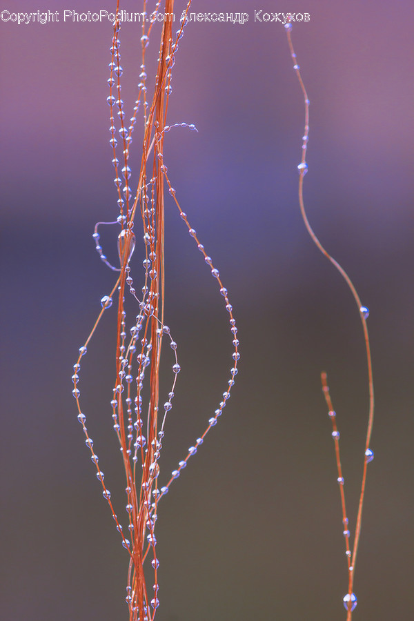 Flora, Grass, Plant, Conifer, Tree