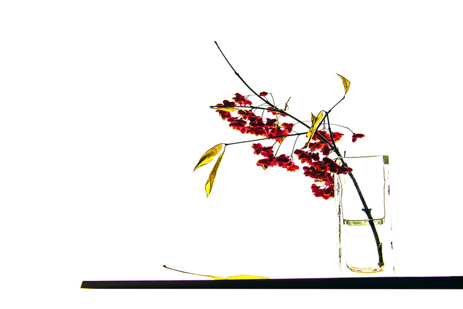 Art, Blossom, Flora, Flower, Flower Arrangement