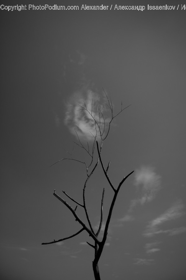 Nature, Storm, Weather, Flora, Plant