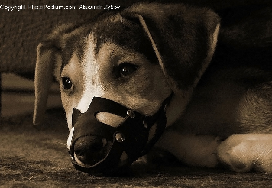 Animal, Beagle, Canine, Dog, Hound