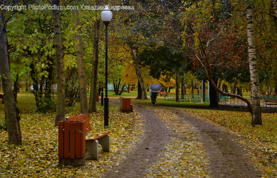 Gate, Flora, Plant, Tree, Bench