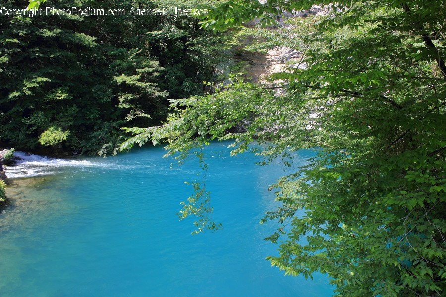 Algae, Flora, Plant, Lagoon, Lake