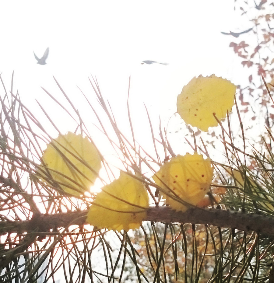 Sunlight, Birch, Flora, Plant, Tree