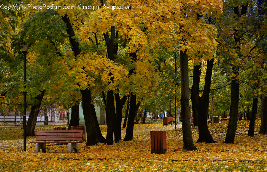 Flora, Plant, Tree, Oak, Forest