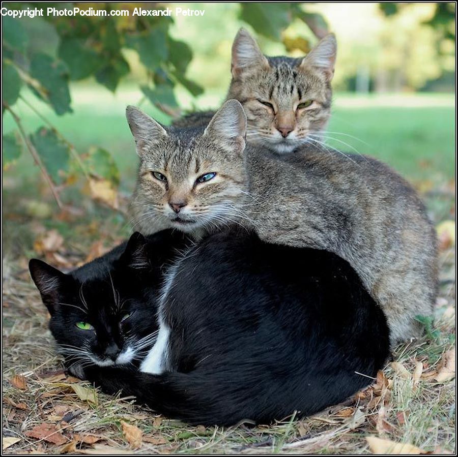 Abyssinian, Animal, Cat, Mammal, Pet, Adorable, Manx