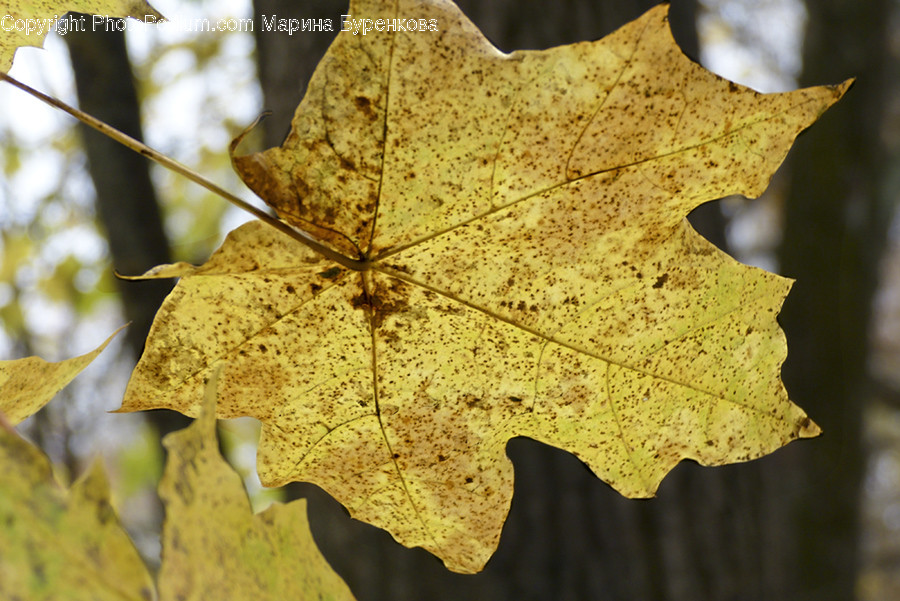Leaf, Plant, Oak, Sycamore, Tree