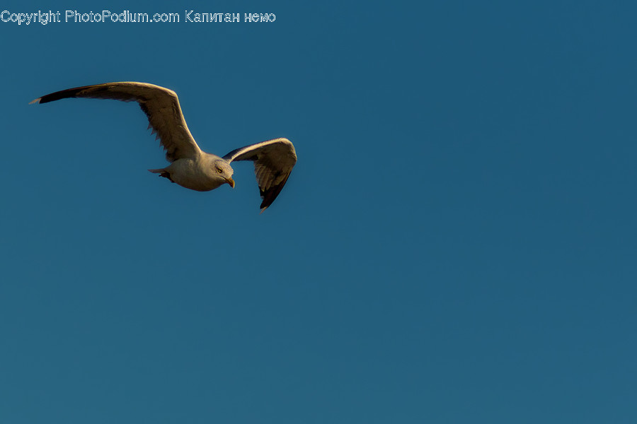 Animal, Bird, Booby, Seagull, Kite Bird