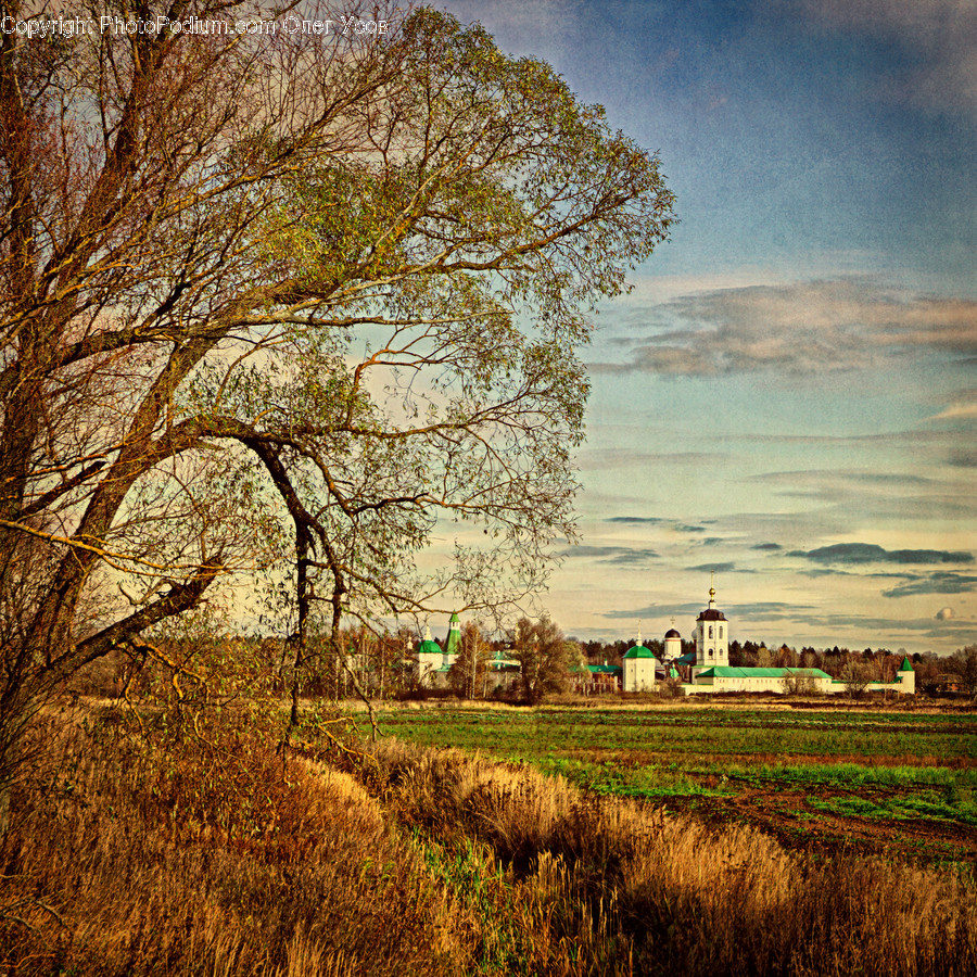 Field, Grassland, Outdoors, Flora, Grass