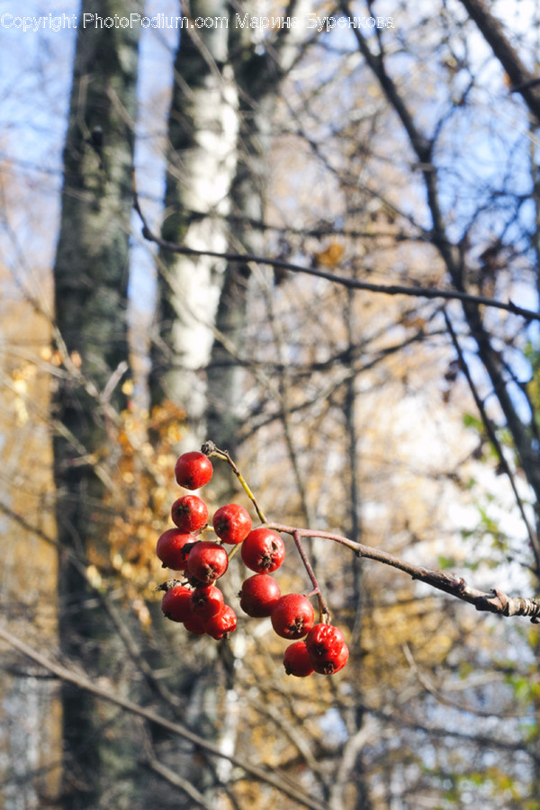Birch, Flora, Plant, Tree, Cherry