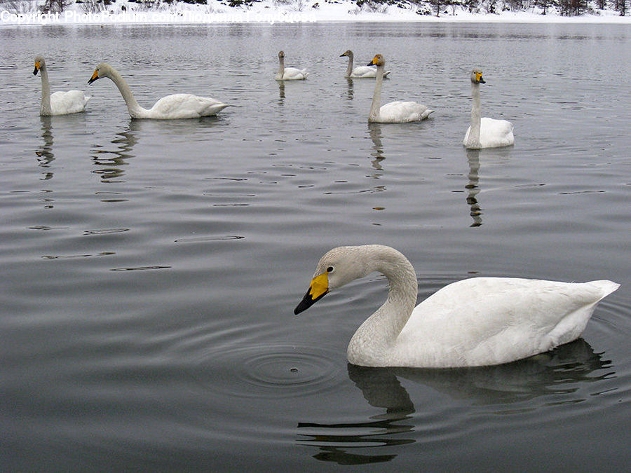 Bird, Swan, Waterfowl, Duck, Teal, Goose, Beak