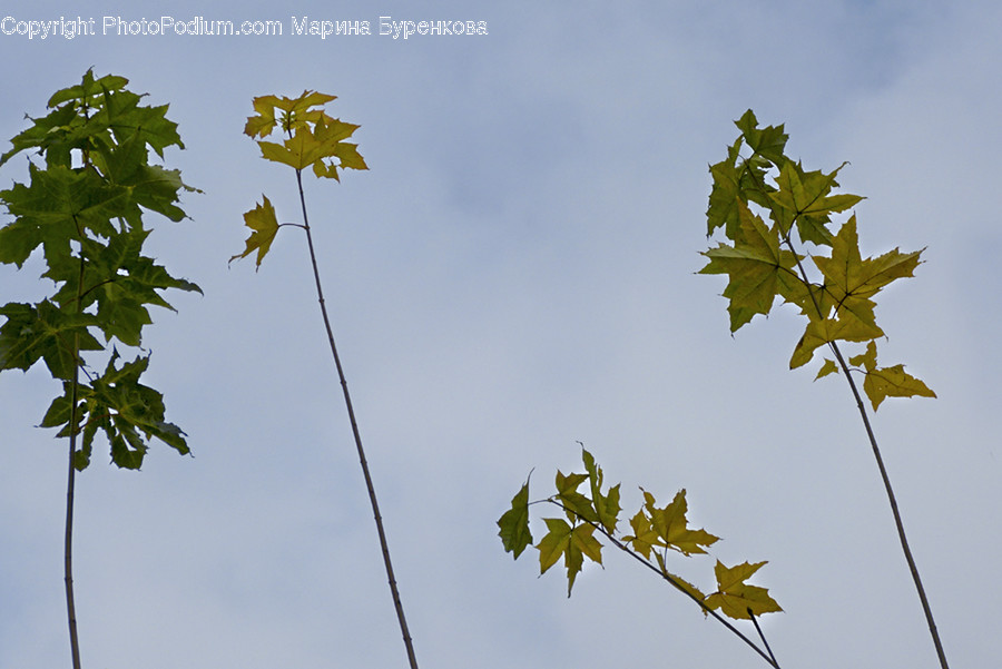 Flora, Leaf, Plant, Oak, Sycamore