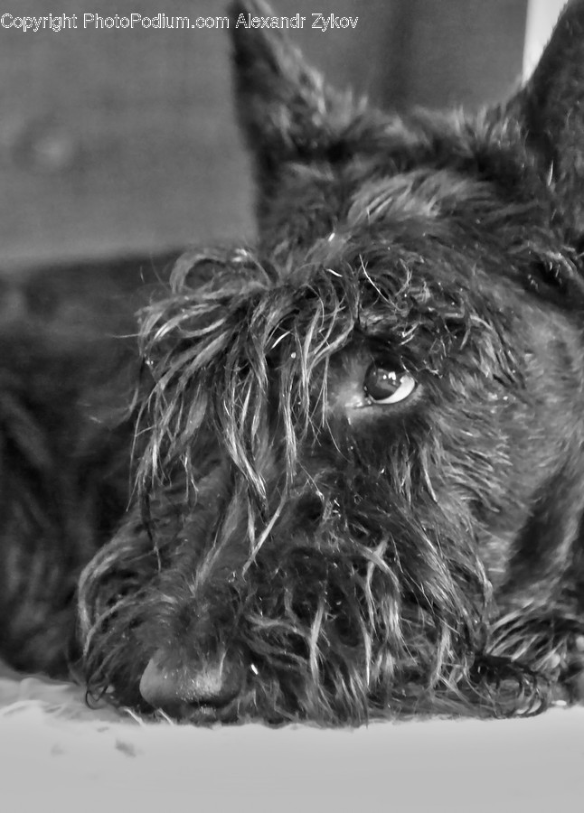 Animal, Canine, Dog, Mammal, Pet