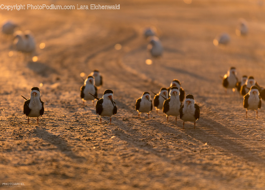 Animal, Bird, Goose, Waterfowl