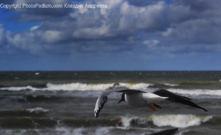 Animal, Bird, Booby, Beach, Coast